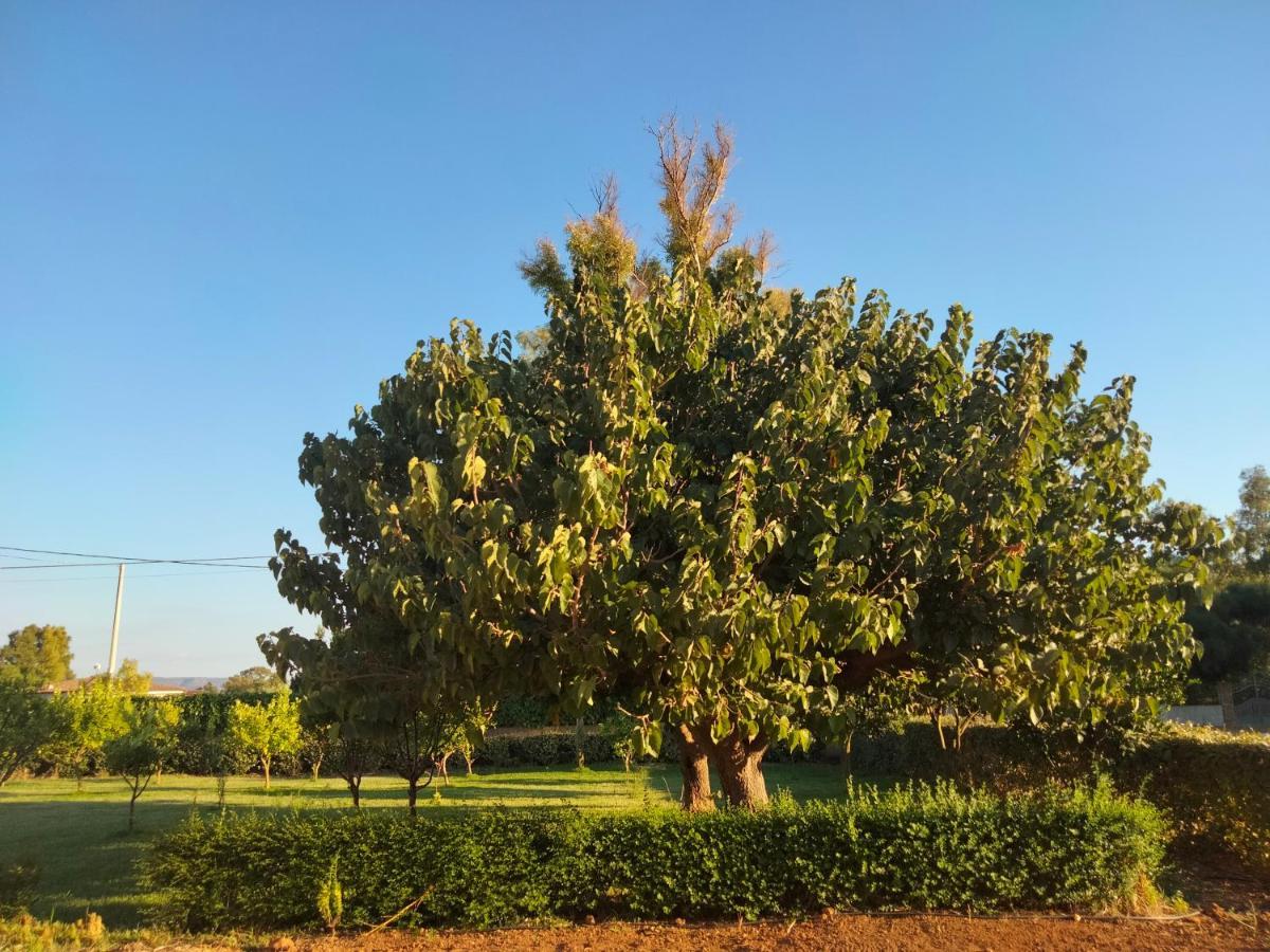 Agriturismo I Doni Del Mandorlo 알게로 외부 사진
